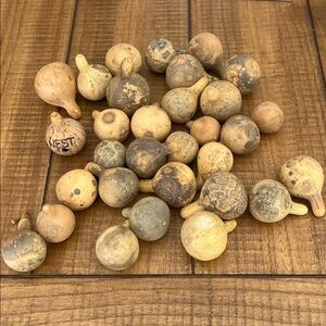 Miniature dried gourds 30 Count